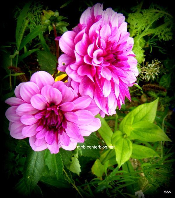 Nouvellement arrivé