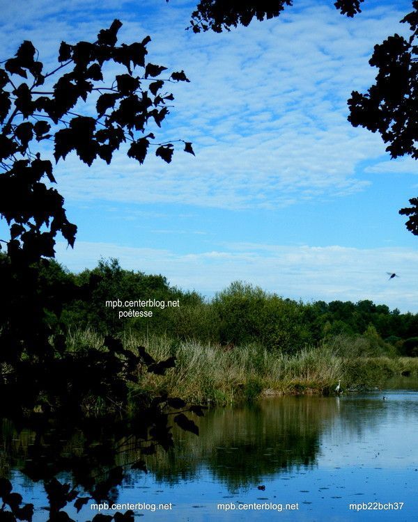 Héron au bord de l'étang