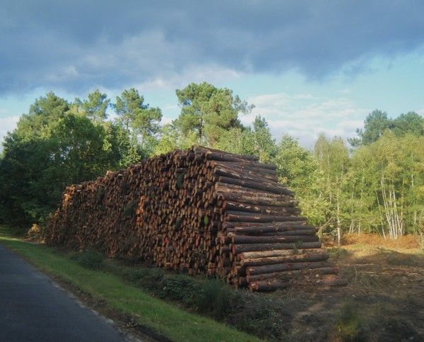 Mes copains sur le départ
