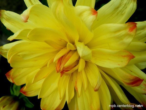 Le spectacle de la vie